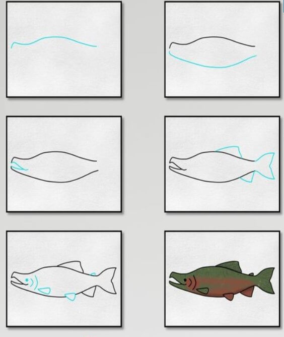 Desenhos de Salmão (1)