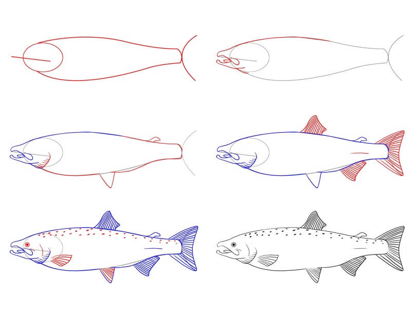 Desenhos de Salmão (8)