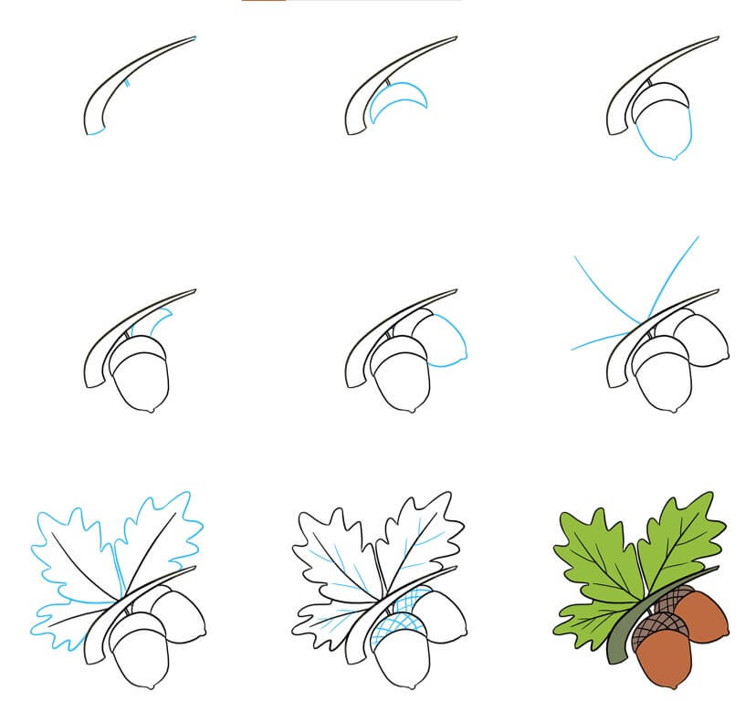 Desenhos de Bolota e folha