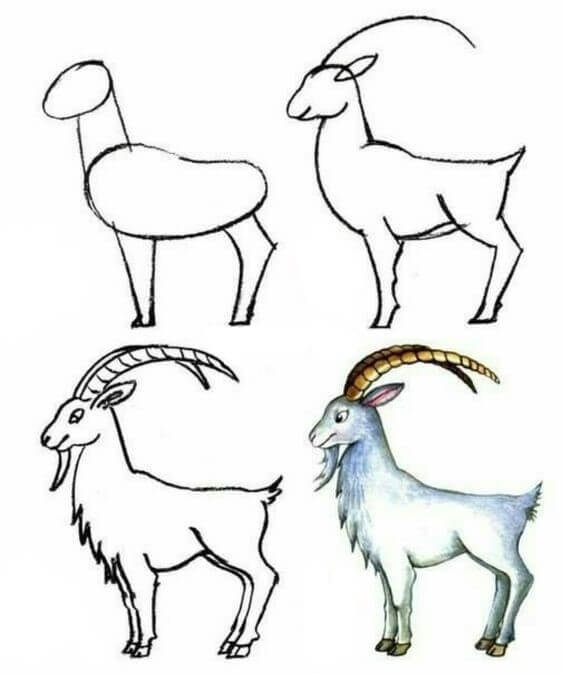 Desenhos de Cabra realista