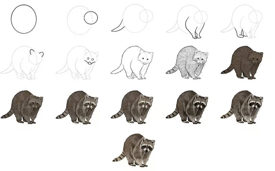 Desenhos de Guaxinim realista