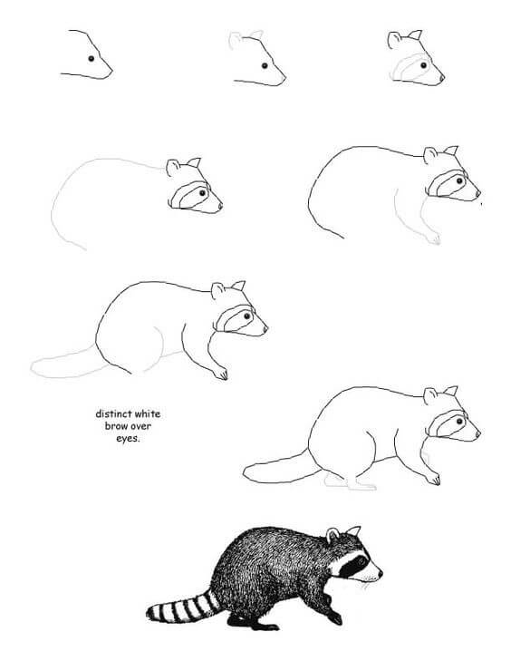 Desenhos de Imagem de guaxinim grátis