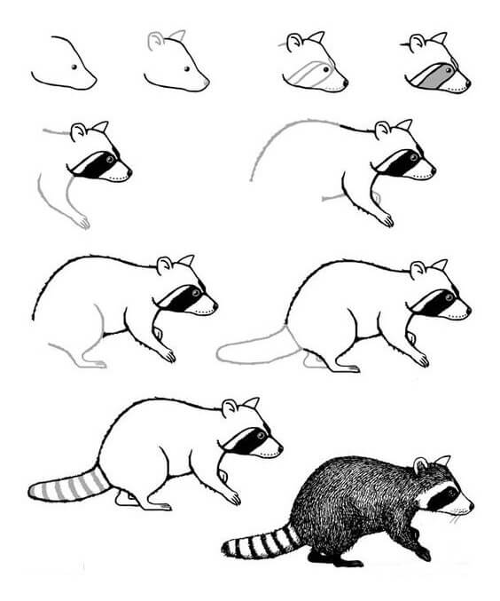 Desenhos de Raccoon idea (19)